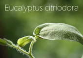 Eukalyptus�l citriodora