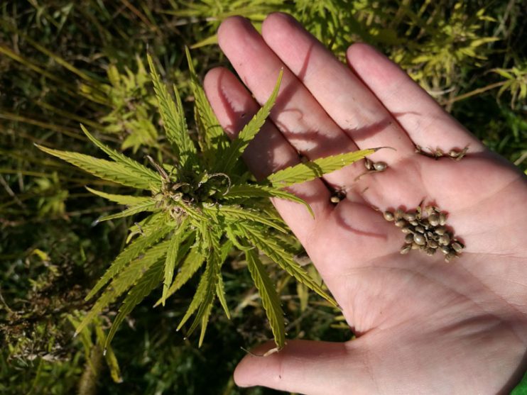 Hanfpflanze und Hanfsamen