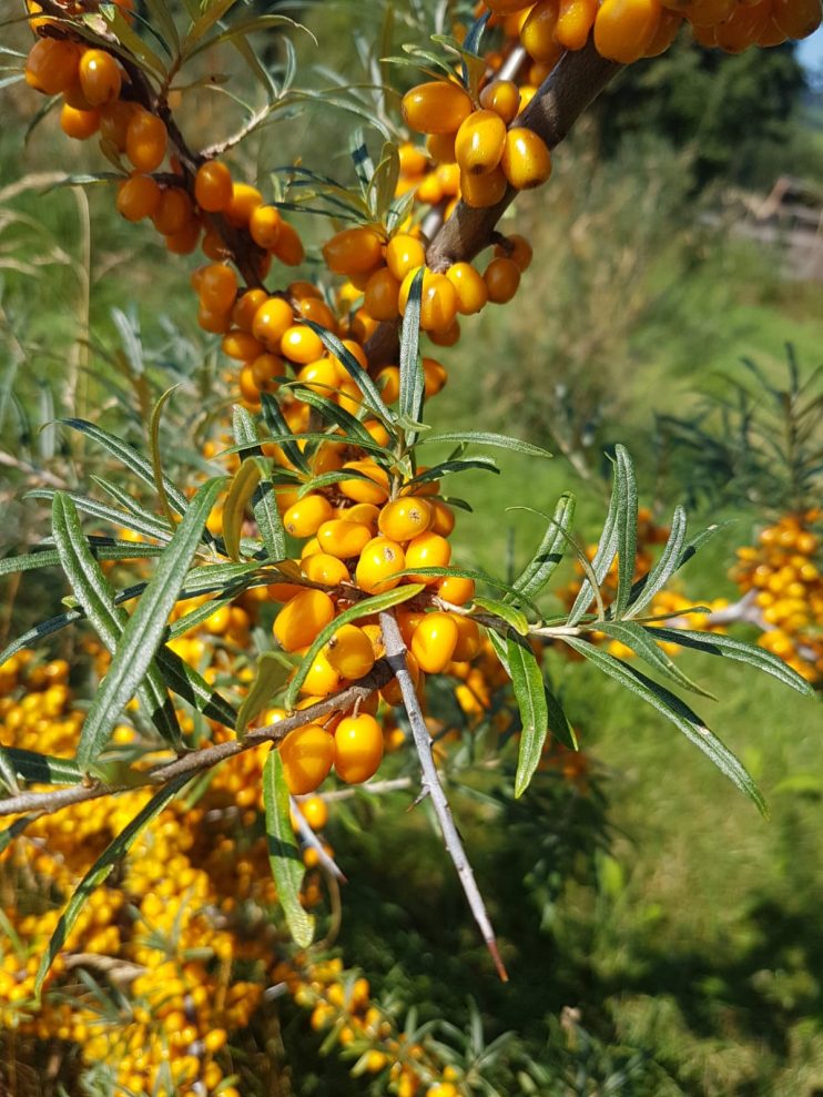 Sanddornpflanze mit Früchten